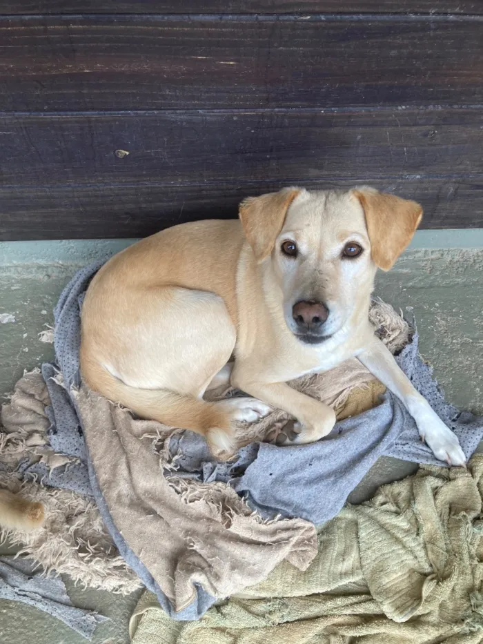 Cachorro raça SRD-ViraLata idade 2 a 6 meses nome Luna