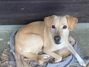 Cachorro raça SRD-ViraLata idade 2 a 6 meses nome Luna