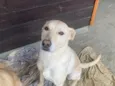 Suzie