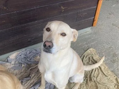 Cachorro raça SRD-ViraLata idade 2 anos nome Suzie