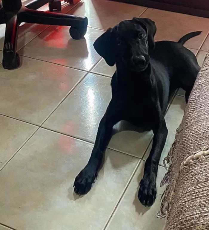 Cachorro raça Labrador idade 7 a 11 meses nome LUPITA