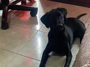 Cachorro raça Labrador idade 7 a 11 meses nome LUPITA