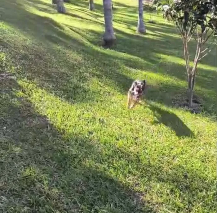Cachorro raça SRD-ViraLata idade 7 a 11 meses nome Spiker