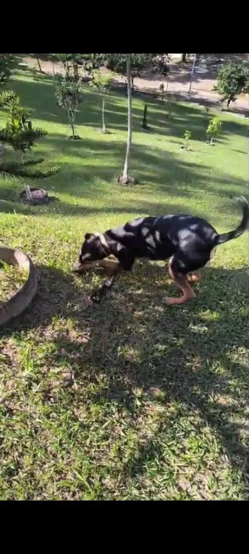 Cachorro raça SRD-ViraLata idade 7 a 11 meses nome Spiker