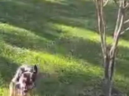 Cachorro raça SRD-ViraLata idade 7 a 11 meses nome Spiker