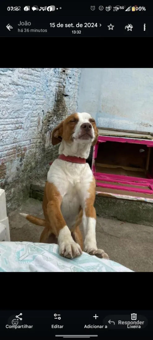 Cachorro raça SRD-ViraLata idade 3 anos nome Zeus