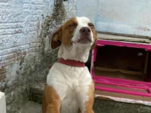 Cachorro raça SRD-ViraLata idade 3 anos nome Zeus