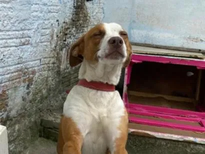 Cachorro raça SRD-ViraLata idade 3 anos nome Zeus