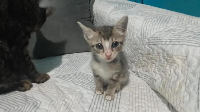 Gato raça SRD-ViraLata idade 2 a 6 meses nome chihiro