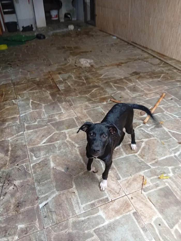 Cachorro raça SRD-ViraLata idade 2 a 6 meses nome Mina