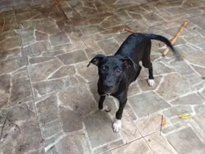 Cachorro raça SRD-ViraLata idade 2 a 6 meses nome Mina