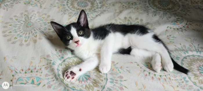 Gato raça SRD-ViraLata idade 2 a 6 meses nome sapeca