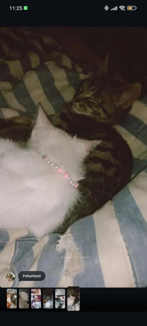Gato raça SRD-ViraLata idade 2 a 6 meses nome Margarida e Sebastian