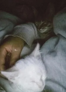 Gato raça SRD-ViraLata idade 2 a 6 meses nome Margarida e Sebastian