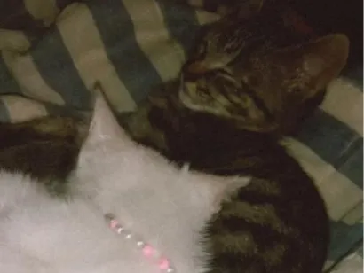 Gato raça SRD-ViraLata idade 2 a 6 meses nome Margarida e Sebastian