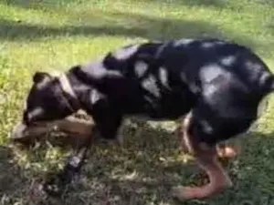 Cachorro raça SRD-ViraLata idade 7 a 11 meses nome Spiker