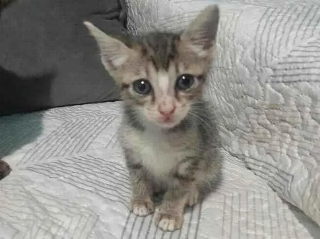 Gato raça SRD-ViraLata idade 2 a 6 meses nome chihiro