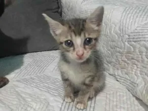 Gato raça SRD-ViraLata idade 2 a 6 meses nome chihiro