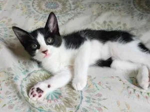 Gato raça SRD-ViraLata idade 2 a 6 meses nome sapeca