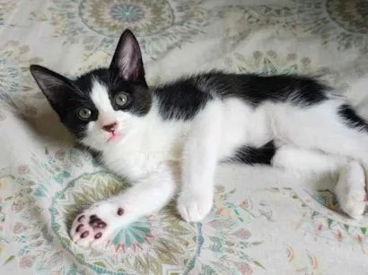 Gato raça SRD-ViraLata idade 2 a 6 meses nome sapeca