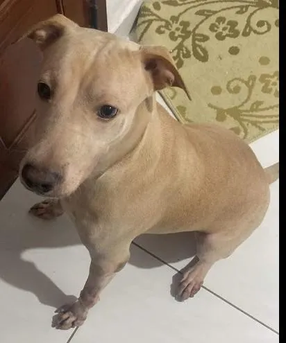 Cachorro raça SRD-ViraLata idade 4 anos nome Charlie Brown 
