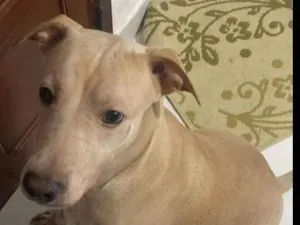 Cachorro raça SRD-ViraLata idade 4 anos nome Charlie Brown 