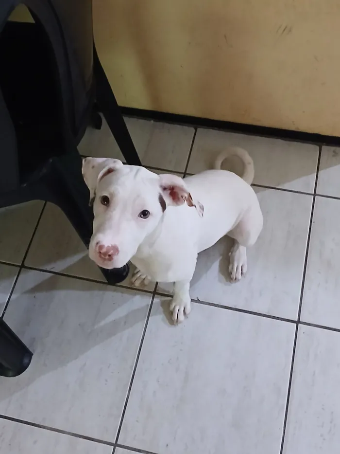 Cachorro raça SRD-ViraLata idade 2 a 6 meses nome Lua