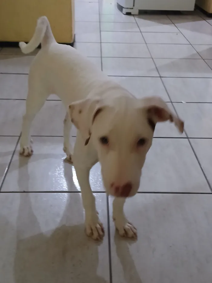 Cachorro raça SRD-ViraLata idade 2 a 6 meses nome Lua
