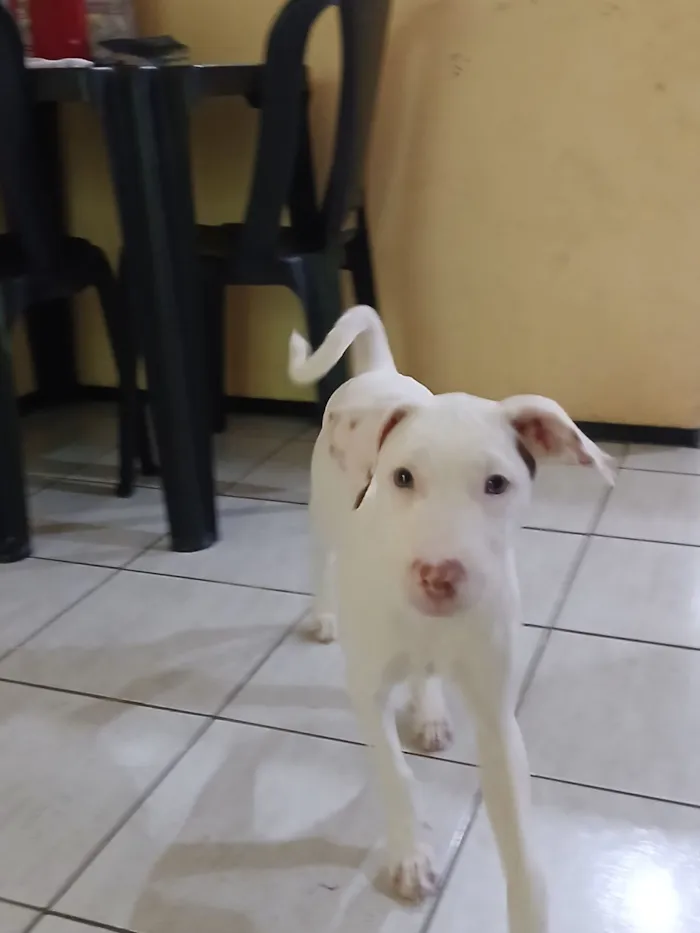 Cachorro raça SRD-ViraLata idade 2 a 6 meses nome Lua