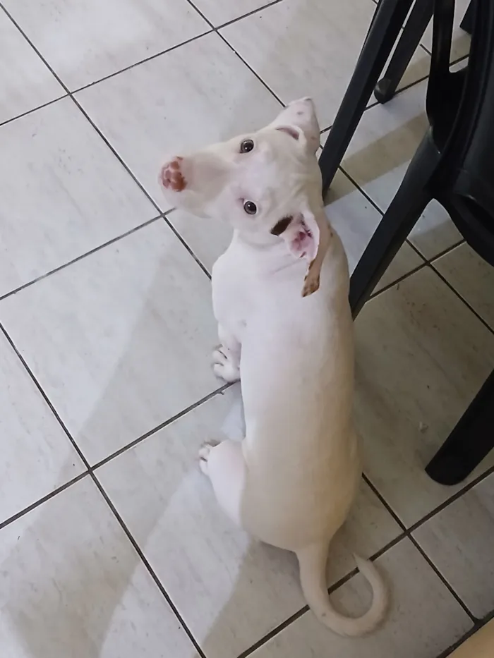 Cachorro raça SRD-ViraLata idade 2 a 6 meses nome Lua