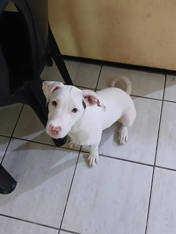 Cachorro raça SRD-ViraLata idade 2 a 6 meses nome Lua