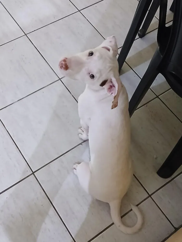 Cachorro raça SRD-ViraLata idade 2 a 6 meses nome Lua