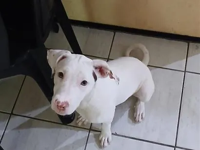 Cachorro raça SRD-ViraLata idade 2 a 6 meses nome Lua