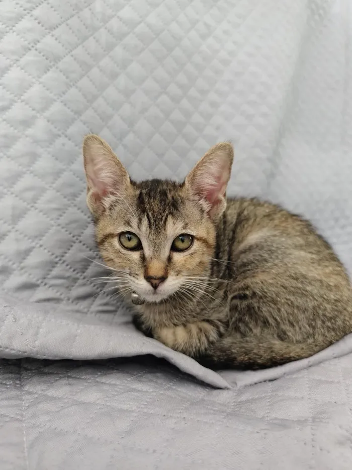 Gato raça SRD-ViraLata idade 2 a 6 meses nome Luna 