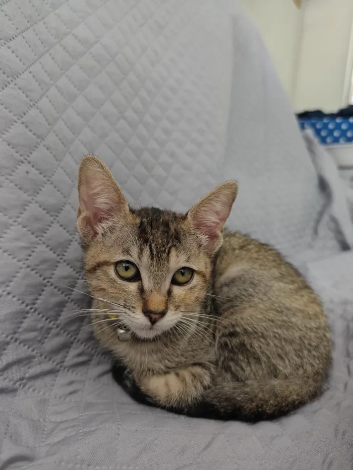 Gato raça SRD-ViraLata idade 2 a 6 meses nome Luna 