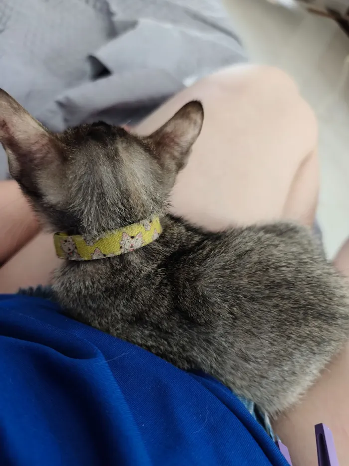 Gato raça SRD-ViraLata idade 2 a 6 meses nome Luna 