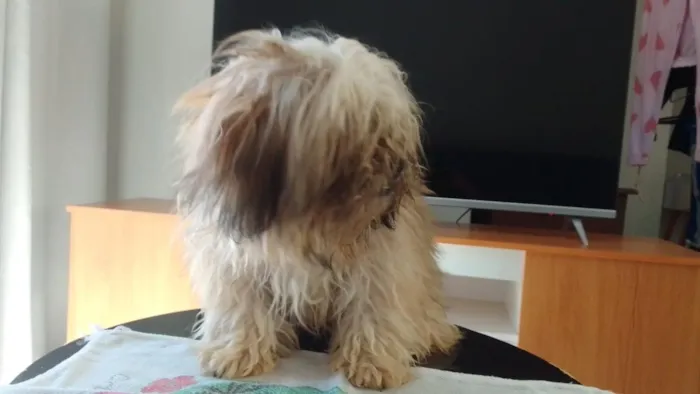 Cachorro raça Shitzu idade 2 a 6 meses nome sem nome