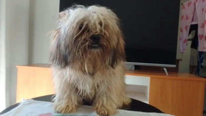 Cachorro raça Shitzu idade 2 a 6 meses nome sem nome