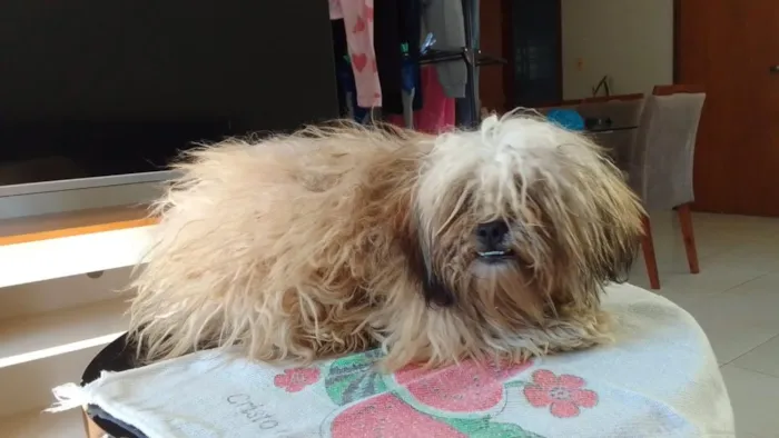 Cachorro raça Shitzu idade 2 a 6 meses nome sem nome