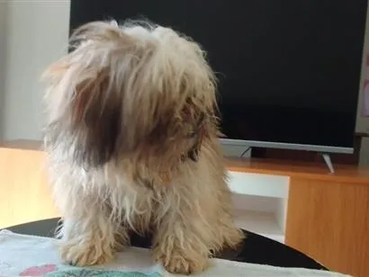Cachorro raça Shitzu idade 2 a 6 meses nome sem nome