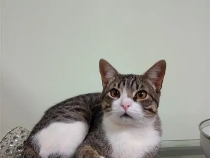 Gato raça SRD-ViraLata idade 7 a 11 meses nome Tom
