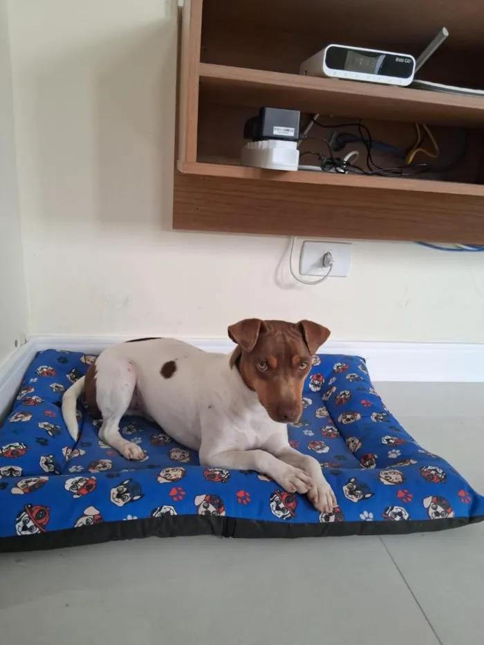 Cachorro raça Pinscher idade 1 ano nome lucky