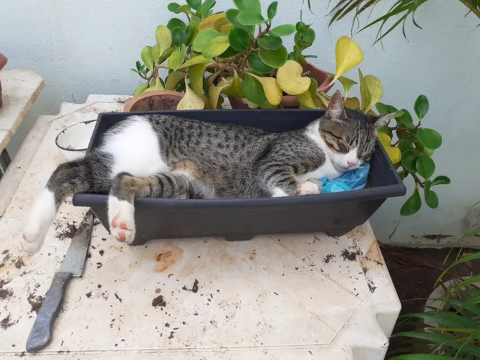 Gato raça SRD-ViraLata idade 7 a 11 meses nome Tom