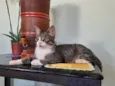 Tom