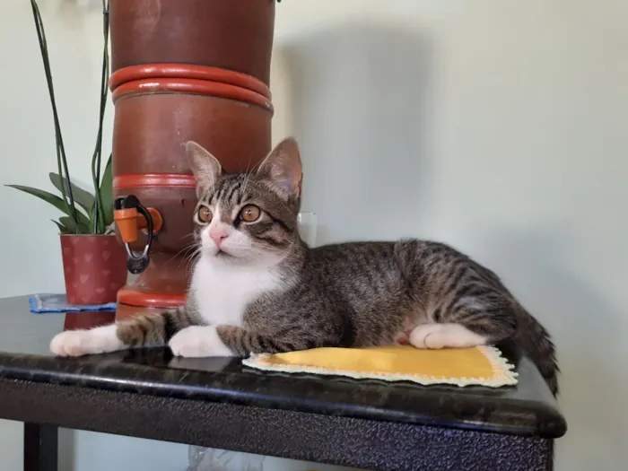 Gato raça SRD-ViraLata idade 7 a 11 meses nome Tom