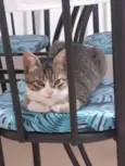 Tom