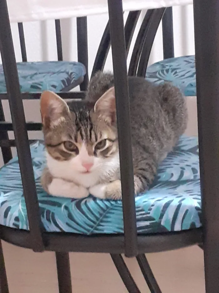 Gato raça SRD-ViraLata idade 7 a 11 meses nome Tom