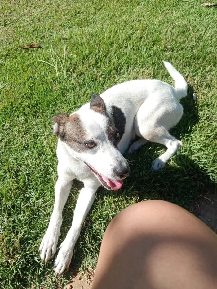 Cachorro raça SRD-ViraLata idade 1 ano nome Bella
