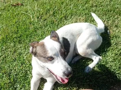Cachorro raça SRD-ViraLata idade 1 ano nome Bella