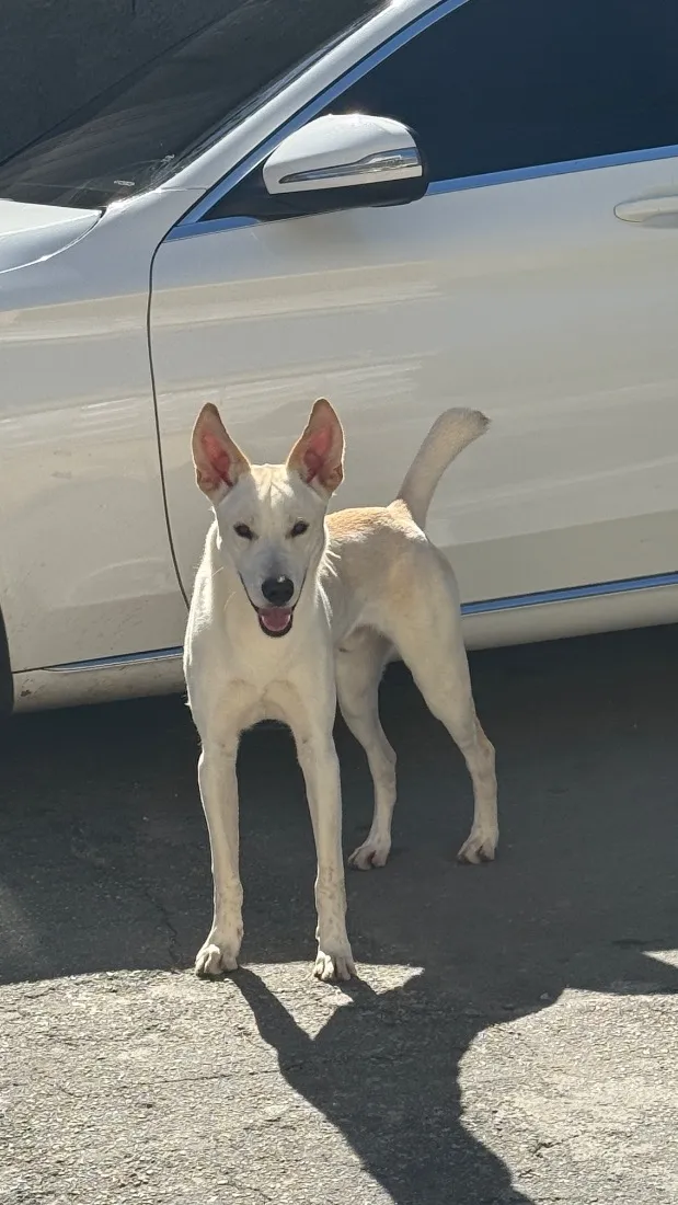 Cachorro raça SRD-ViraLata idade 7 a 11 meses nome Apólo
